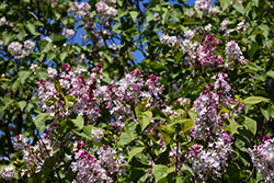 Necker Lilac (Syringa x hyacinthiflora 'Necker') at Lakeshore Garden Centres