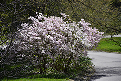 Royal Azalea (Rhododendron schlippenbachii) at A Very Successful Garden Center