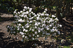 Molly Fordham Rhododendron (Rhododendron 'Molly Fordham') at A Very Successful Garden Center