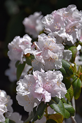 Molly Fordham Rhododendron (Rhododendron 'Molly Fordham') at A Very Successful Garden Center