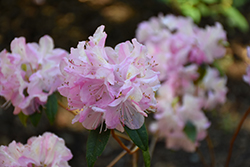 Caronella Rhododendron (Rhododendron 'Caronella') at A Very Successful Garden Center