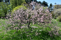 Allegheny Plum (Prunus alleghaniensis) at Stonegate Gardens