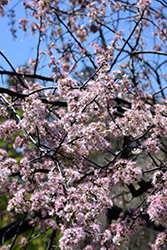 Allegheny Plum (Prunus alleghaniensis) at Stonegate Gardens