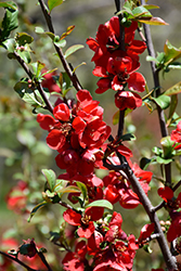 Crimson Beauty Flowering Quince (Chaenomeles x superba 'Crimson Beauty') at A Very Successful Garden Center