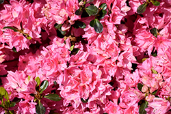 Pink Tradition Azalea (Rhododendron 'Pink Tradition') at Stonegate Gardens