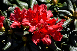 Baden Baden Rhododendron (Rhododendron 'Baden Baden') at Stonegate Gardens