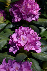 Roseum Elegans Rhododendron (Rhododendron catawbiense 'Roseum Elegans') at A Very Successful Garden Center