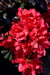 Johanna Azalea (Rhododendron 'Johanna') at A Very Successful Garden Center