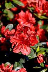 Girard's Scarlet Azalea (Rhododendron 'Girard's Scarlet') at Stonegate Gardens
