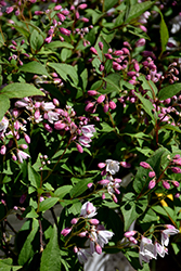 Yuki Cherry Blossom Deutzia (Deutzia 'NCDX2') at A Very Successful Garden Center