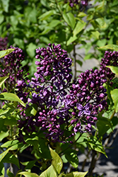 Purple Glory Lilac (Syringa x hyacinthiflora 'Purple Glory') at A Very Successful Garden Center