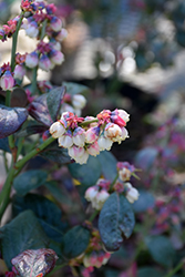 Pink Icing Blueberry (Vaccinium 'ZF06-079') at Stonegate Gardens