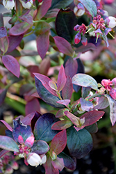 Pink Icing Blueberry (Vaccinium 'ZF06-079') at Lakeshore Garden Centres