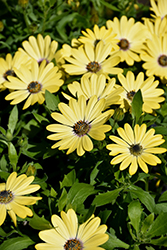 Tradewinds Yellow Daisy (Osteospermum 'Tradewinds Yellow') at A Very Successful Garden Center