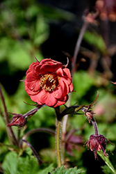 Flames of Passion Avens (Geum 'Flames of Passion') at Lakeshore Garden Centres