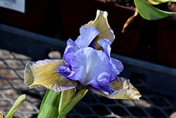 Blueberry Tart Iris (Iris 'Blueberry Tart') at Stonegate Gardens