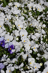 Sorbet White Pansy (Viola 'Sorbet White') at A Very Successful Garden Center