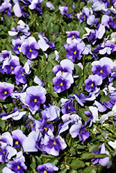 Sorbet Violet Beacon Pansy (Viola 'Sorbet Violet Beacon') at A Very Successful Garden Center
