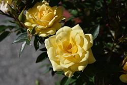 Yellow Sunblaze Rose (Rosa 'Meiskaille') at A Very Successful Garden Center