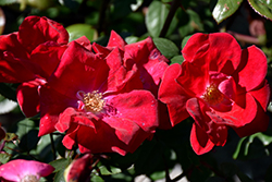 Winner's Circle Rose (Rosa 'Radwin') at Stonegate Gardens