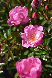 Thrive! Lavender Rose (Rosa 'Meibivers') at Stonegate Gardens