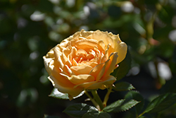 Edith's Darling Rose (Rosa 'WEKaltjuchi') at A Very Successful Garden Center