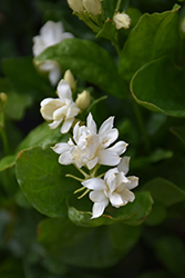 Belle Of India Jasmine (Jasminum sambac 'Belle Of India') at A Very Successful Garden Center