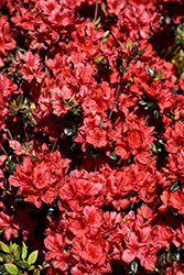 Stewartstonian Azalea (Rhododendron 'Stewartstonian') at A Very Successful Garden Center