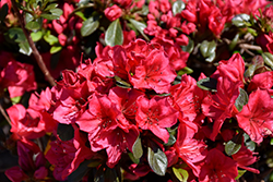 Bixby Azalea (Rhododendron 'Bixby') at A Very Successful Garden Center