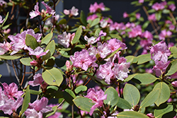 Weston's Crescendo Rhododendron (Rhododendron 'Weston's Crescendo') at A Very Successful Garden Center