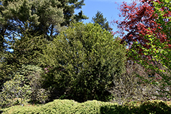 Tree Boxwood (Buxus sempervirens 'Arborescens') at Stonegate Gardens