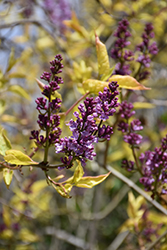 Spring Rainbow Lilac (Syringa vulgaris 'Weston's Rainbow') at A Very Successful Garden Center