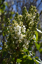 Rochester Lilac (Syringa vulgaris 'Rochester') at Lakeshore Garden Centres