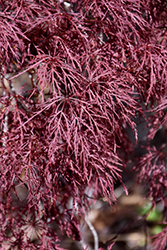 Red Filigree Lace Japanese Maple (Acer palmatum 'Red Filigree Lace') at Lakeshore Garden Centres