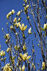 Sunspire Magnolia (Magnolia 'Sunspire') at A Very Successful Garden Center