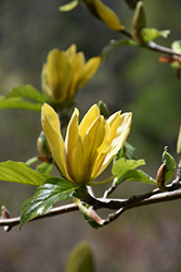 Ultimate Yellow Magnolia (Magnolia 'Ultimate Yellow') at Lakeshore Garden Centres