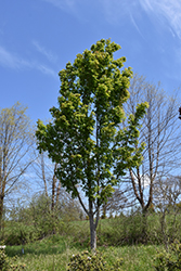 Manchurian Maple (Acer mandshuricum) at A Very Successful Garden Center