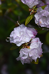 Lavender Frost Rhododendron (Rhododendron 'Lavender Frost') at A Very Successful Garden Center