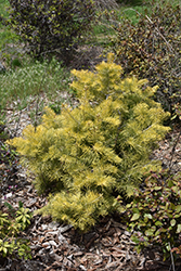 Winter Gold White Fir (Abies concolor 'Winter Gold') at A Very Successful Garden Center