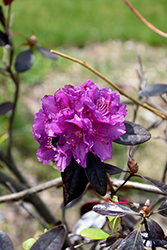 Thunder Rhododendron (Rhododendron 'Thunder') at A Very Successful Garden Center