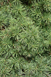 Shaggy Dog White Pine (Pinus strobus 'Shaggy Dog') at Lakeshore Garden Centres