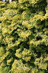 Dwarf Golden Hinoki Falsecypress (Chamaecyparis obtusa 'Nana Aurea') at Stonegate Gardens