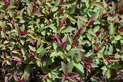 Double Play Artisan Spirea (Spiraea japonica 'Galen') at The Mustard Seed