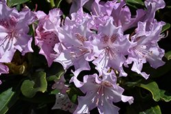 Pohjola's Daughter Rhododendron (Rhododendron 'Pohjola's Daughter') at Lakeshore Garden Centres