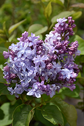 Nadezhda Lilac (Syringa vulgaris 'Nadezhda') at A Very Successful Garden Center