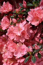 Blaauw's Pink Azalea (Rhododendron 'Blaauw's Pink') at Stonegate Gardens