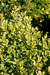 Tide Hill Boxwood (Buxus microphylla 'Tide Hill') at A Very Successful Garden Center