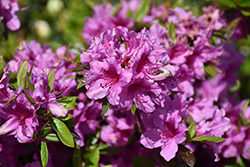 Herbert Azalea (Rhododendron 'Herbert') at A Very Successful Garden Center