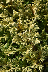 Plumosa Juniperoides Falsecypress (Chamaecyparis pisifera 'Plumosa Juniperoides') at A Very Successful Garden Center