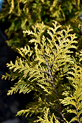 Goldilots Falsecypress (Chamaecyparis pisifera 'Goldilots') at A Very Successful Garden Center